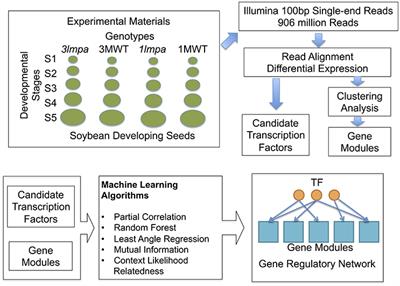 Inference of Transcription Regulatory Network in Low Phytic Acid Soybean Seeds